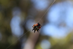 Austracantha minax