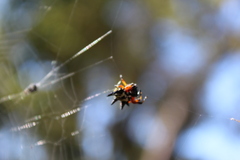 Austracantha minax