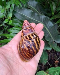 Archachatina marginata suturalis