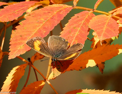 Thecla betulae