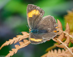 Thecla betulae