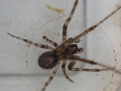 Zygiella x-notata