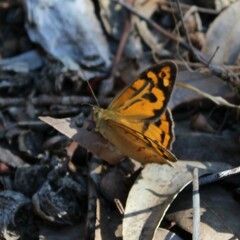 Heteronympha merope