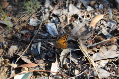 Heteronympha merope