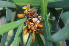 Persoonia longifolia