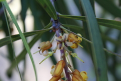 Persoonia longifolia