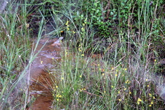 Utricularia juncea
