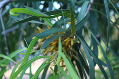 Persoonia longifolia