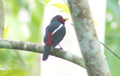 Cymbirhynchus macrorhynchos