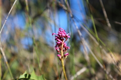 Grevillea quercifolia