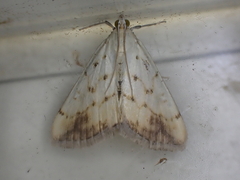 Evergestis extimalis