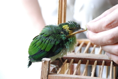 Psarisomus dalhousiae