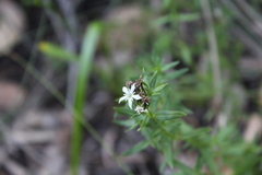 Orianthera serpyllifolia