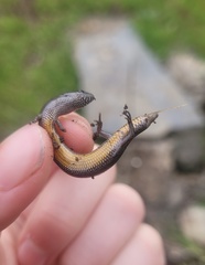 Hemiergis decresiensis