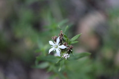 Orianthera serpyllifolia