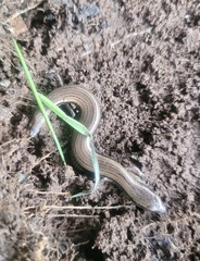 Hemiergis decresiensis