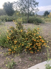 Diplacus aurantiacus