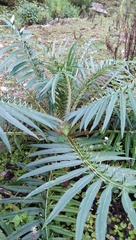 Cirsium lipskyi