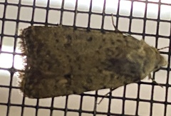 Caradrina clavipalpis