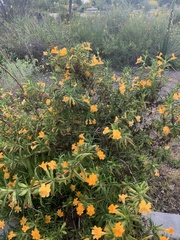 Diplacus aurantiacus