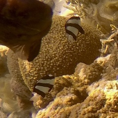 Dascyllus aruanus