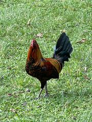 Gallus gallus