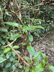 Fuchsia excorticata