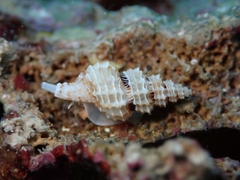 Raphitoma horrida