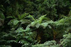 Alsophila spinulosa
