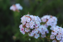 Verticordia plumosa