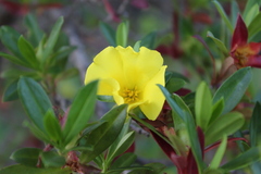 Hibbertia cuneiformis