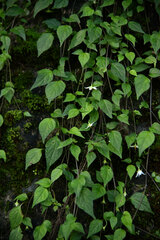 Lycianthes lysimachioides