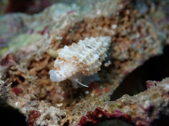 Raphitoma horrida