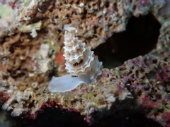 Raphitoma horrida