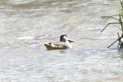 Malacorhynchus membranaceus