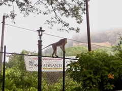 Macaca sinica