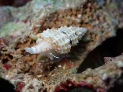 Raphitoma horrida
