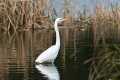 Ardea alba modesta