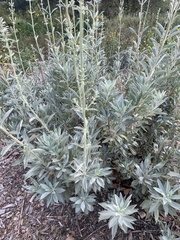 Salvia apiana