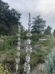 Salvia apiana