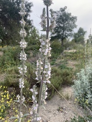 Salvia apiana