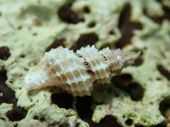 Raphitoma horrida