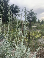 Salvia apiana