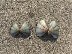 Macridiscus aequilatera