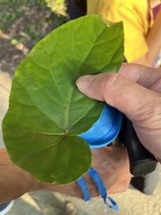Begonia longifolia