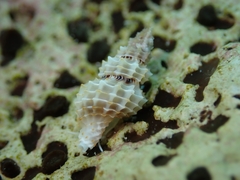 Raphitoma horrida