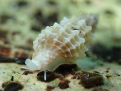 Raphitoma horrida