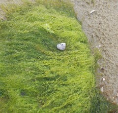 Austrocochlea porcata