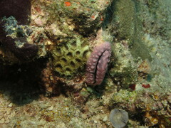 Phyllidiopsis krempfi