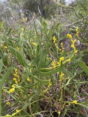 Synaphea